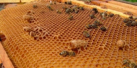 Možete li jesti vosak u saću?